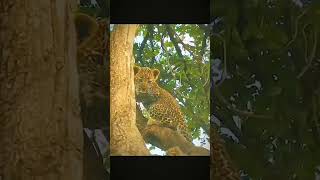 Mother Leopard saves her Baby from Baboons [upl. by Ydnic]