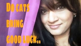 ARE CATS GOOD LUCK CAT FENGSHUI [upl. by Wesle]