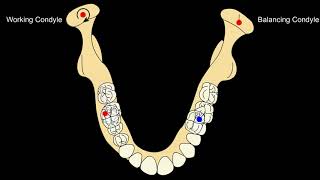 Eccentric mandibular movements Lateral amp Protrusive Movements [upl. by Andrus]