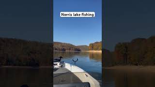 Norris lake bass fishing  fishing viralvideo shorts [upl. by Dinny]