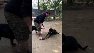 Rottweiler pack ko mili new ball shorts rottweiler [upl. by Brady61]