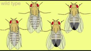 GENETICS Drosophila MUTANTS [upl. by Padgett]