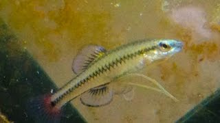 Native Fish Care Bluefin Killifish [upl. by Assirrem]