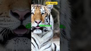 Un trésor en danger ⚠️  le tigre de Sumatra 🤯 [upl. by Black]