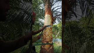 How is palm sap extracted shortvideo [upl. by Murvyn]