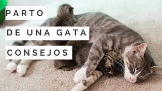 Parto de una gata signos y consejos  Mascoteando EC [upl. by Arraic240]