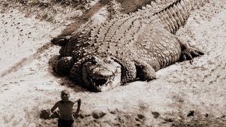 TOP 10 BIGGEST CROCODILES In The World [upl. by Neirrad]