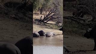 Hippos Poop Suffocates Fish 😱🦛💩🐠 shorts invasivespecies wildlife animalfacts [upl. by Lambert902]