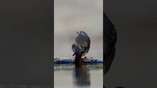 Kara kızılkuyruk » Phoenicurus ochruros » Black Redstart [upl. by Aiksa214]