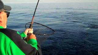 Lake Michigan Charter Fishing for Salmon Visit Sheboygan Wisconsin [upl. by Elyod]