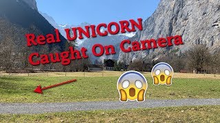 Real UNICORN Caught On Camera [upl. by Nidnal55]