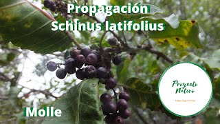 Proyecto Nativo Propagación molle Schinus latifolius [upl. by Hpejsoj]