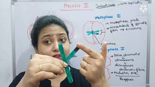 Meiosis  Part2  Cell cycle amp Cell division  Prophase II  Metaphase plate Class 11 biologyNEET [upl. by Yesor]