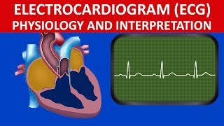 Circulation electrocardiogram ECG physiology and interpretation [upl. by Enelehs350]