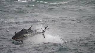 Atlantic Bluefin Tuna Thunnus thynnus south Devon 30 October 2024 [upl. by Ardet]