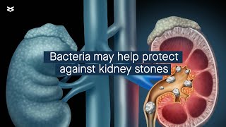 How Lactobacillus acidophilus might protect against kidney stones [upl. by Marchall]