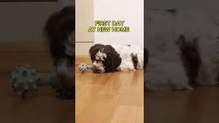 Lagotto Romagnolo Puppy 8 weeks old dog puppy funny pets animals funnydog animal [upl. by Ophelia]