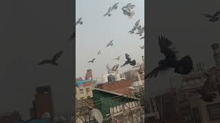 Danish Bhai Ranggino kabutaro ko ase udate hai jase nafte bhure ho kabootarshorts viralpigeon 💪🦅🕊️ [upl. by Alessandro]