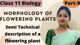 Morphlogy of flowering plants  Fabaceae  Part 9 [upl. by Azriel]