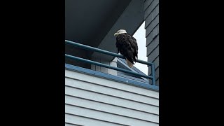 DUTCH HARBOR UNALASKA HOME TO THE WORLDS DEADLIEST CATCH AND EAGLES [upl. by Lisan]