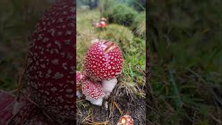 Amanita Muscaria 🍄🍄‍🟫 Amanita AmanitaMuscaria Seta Mushroom Nature Fungi espora [upl. by Nwadal400]