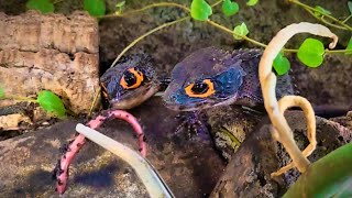 Feeding my RedEyed Crocodile Skinks from Tweezers Tribolonotus gracilis [upl. by Ellehs]