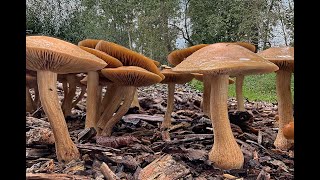 de eerste paddenstoelen van 2024 [upl. by Terry]