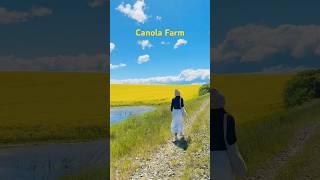 Canola Farm Timaru NZ [upl. by Nolasba75]