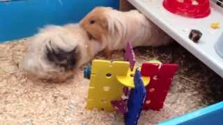 Guinea pigs fighting [upl. by Osmo]