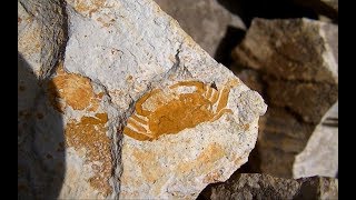 Finding Fossilized Crabs in Carmel Valley [upl. by Dre]