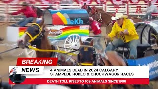 What happened at the 2024 Calgary Stampede rodeo [upl. by Stucker]