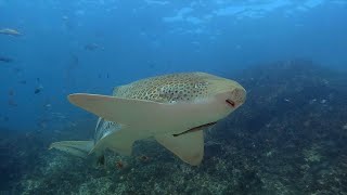 Summer Diving Julian Rocks  swimming with leopard sharks [upl. by O'Meara768]