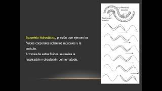 Clado Ecdysozoa Nematodes 2022 [upl. by Attenauqa]