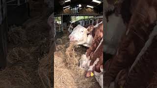 Moo Nonstop Feeding Frenzy 🐮🌱  Cows enjoying their lunch 2024  Walking Family [upl. by Haynes973]