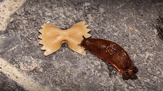 Slug vs Pasta Farfelle Time Lapse [upl. by Rechaba]