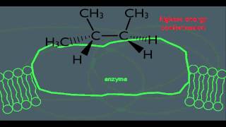 Stereochemistry of Alkanes Introduction to Straight Chain Conform Analysis Part 2 [upl. by Doelling]