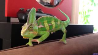 The routine of a Chameleon [upl. by Morly]