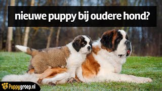 Nieuwe Puppy bij Oudere Hond Zo doe je dat 🐕🐾🐶 [upl. by Rozella]