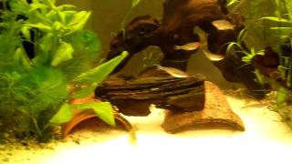 My yoyo loach redtail shark and corys [upl. by Rafiq]