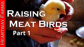 Raising Meat Birds from Chicks  Heartway Farms  Pastured Poultry  Meat Chicken [upl. by Gunning828]