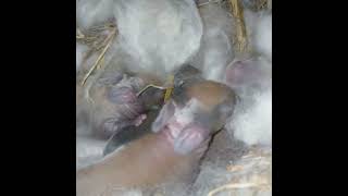 Angora baby rabbits in nesting box one day old [upl. by Hgielra]