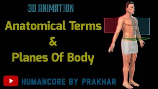 Anatomical Position And Directional Terms In Hindi  Anatomical Planes  Anatomy  3D [upl. by Nitsoj]