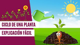 Ciclo de una PLANTA  EXPLICACIÓN FÁCIL para niños [upl. by Winfred]