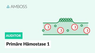 Primäre Hämostase  Teil 1  Physiologie und Erkrankungen  AMBOSS Auditor [upl. by Norted]