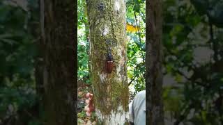 Macrodontia batesi at Luna lodge in the Osa Peninsula Costa Rica [upl. by Nehr]