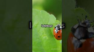 The Fascinating Life of Ladybirdsytshorts [upl. by Anialahs465]