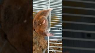 Cute Hamster Stockpile hamsters [upl. by Church]