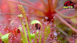 Planta Carnívora  drosera intermedia [upl. by Claude818]