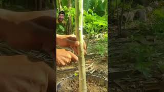 gardening papaya plants papayaplay garden flowers diy music beach [upl. by High]