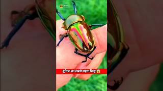 world Most Expensive Insects stag bitles😱facts trending new viral latest top fact [upl. by Ladnyc897]